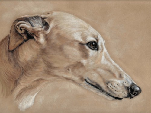 Large fawn greyhound print - greyhound,