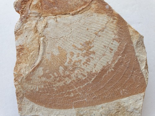 Rhombopterygia rays - sp.,