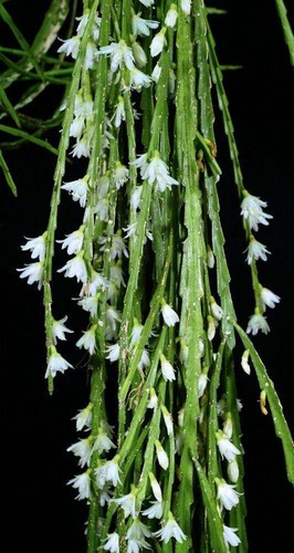 Epiphyllum lepismium - epiphyllum,