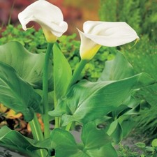 ZANTEDESCHIA AETHIOPICA RHS AGM WHITE ARUM CALLA LILY PERENNIAL POND PLANT