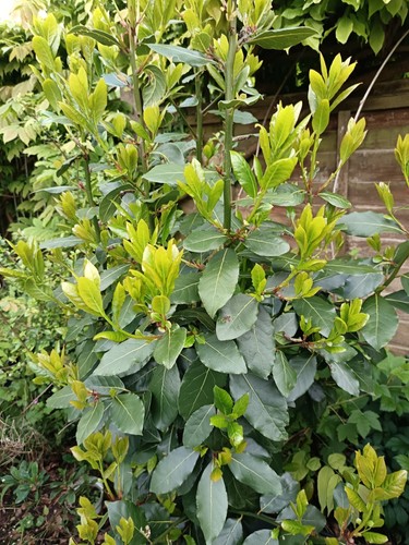 20cm organic bare - x,