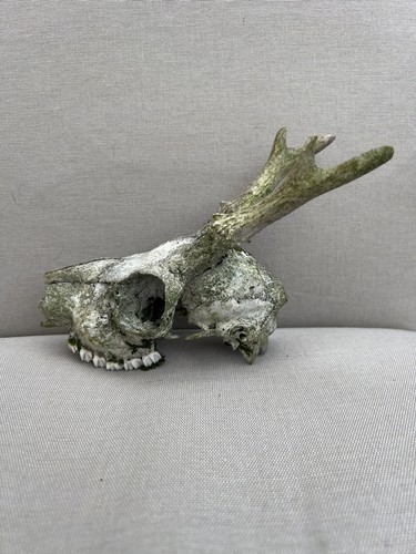 Roe deer skull with - roe,