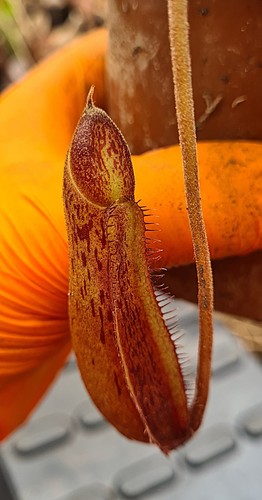 Nepenthes boschiana lowii - nepenthes, x