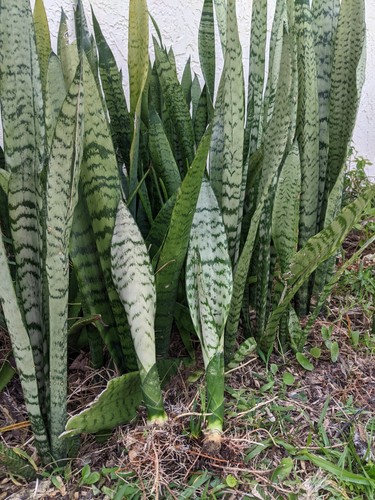 Sansevieria zeylanica dracaena - sansevieria,