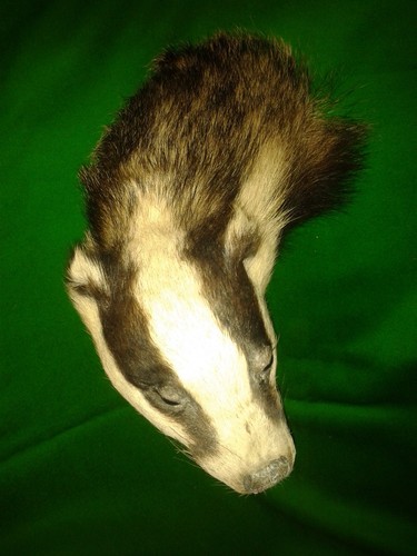 Snarling ferocious badger mask - snarling,