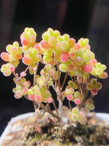 10x drosanthemum floribundum - 10x,