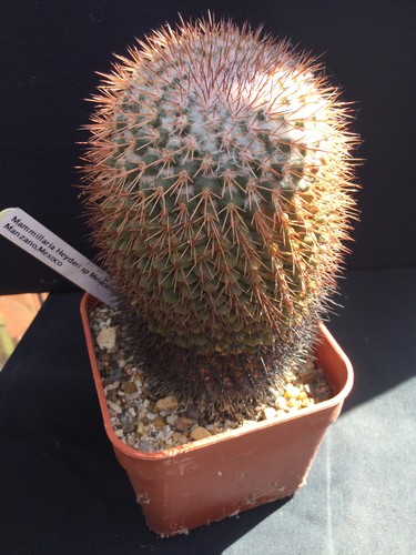 Mature mammillaria heyderi - mammillaria, sp