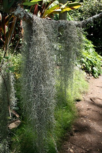 Tillandsia usneoides spanish - tillandsia,