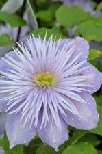 Clematis 'Crystal Fountain' 