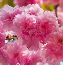 Cherry Blossom Tree Plant