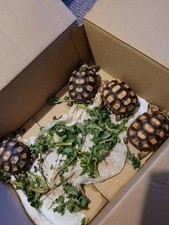 Tortoise Food Weeds Fresh pet