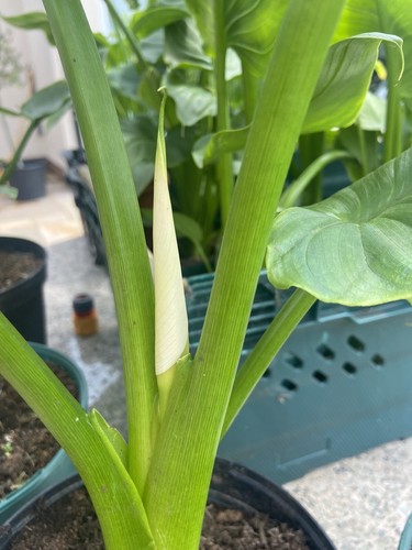 Zantedeschia arum lily pink - ,