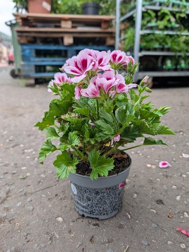 Purple pelargonium plant - pelargonium, |