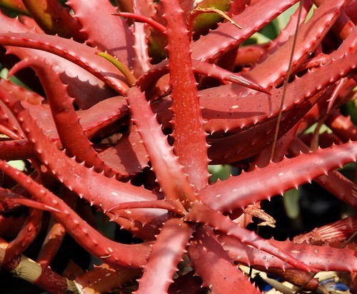 Aloe cameronii red vera - red,