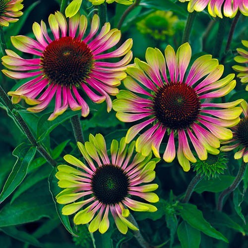 Exotic colour echincea - exotic,