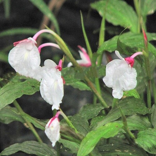 Orchid ginger caulokaempferia - ginger,