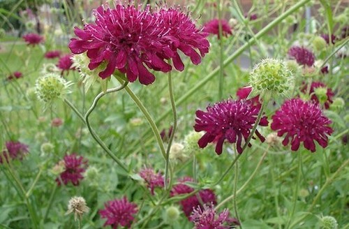 Knautia macedonica hybrid - knautia,