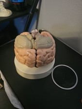 Scientific Model Human Brain