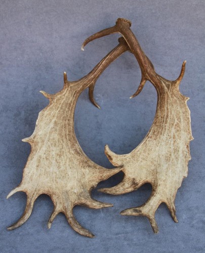 Naturally shed set fallow - set,