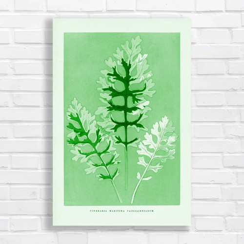 Vintage botanical cineraria - vintage,