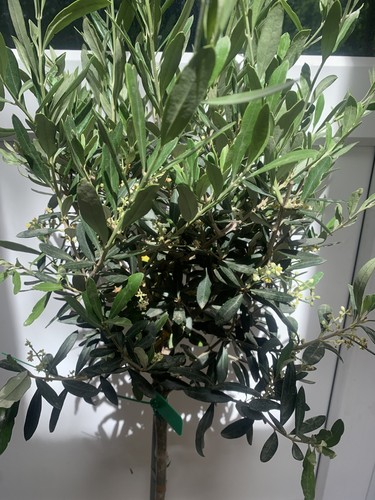 Olive tree 110 - olive, out