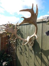Taxidermy Fallow  Deer Antlers