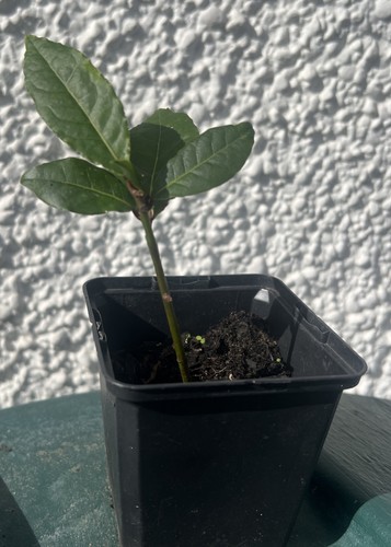 Bay tree garden plant - bay,