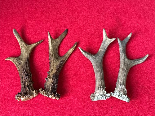 Pairs fancy roe deer - fancy,