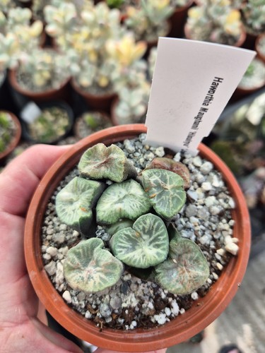 Haworthia maughanii hisuriyu - maughanii,