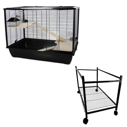 Rat hamster langham - hamster,