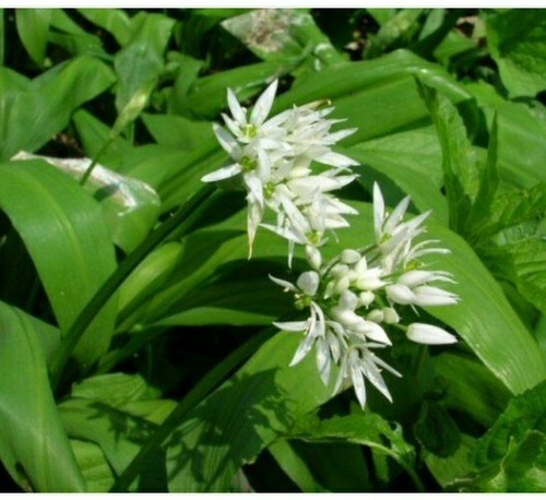 Wild garlic ramsons british - ramsons.,