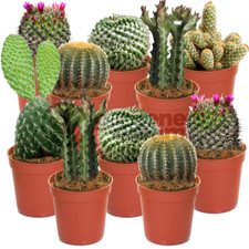 Cactus Mix - 10 Plants - House