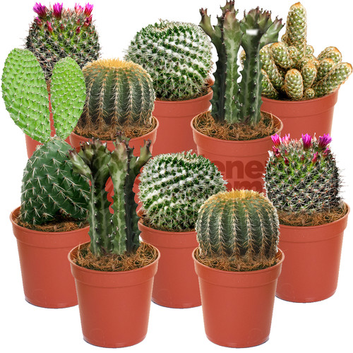 Cactus mix plants house - 10,