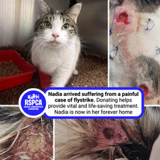 Donate To Help Cats & Kittens At Our Animal Centre - RSPCA H H B 🐾