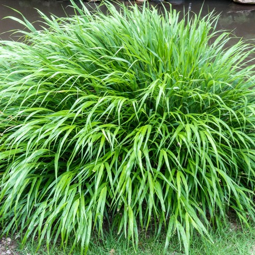 Hakonechloa macra japanese - -,