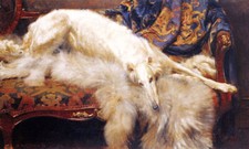 BORZOI DOG, LADY OF QUALITY
