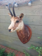Taxidermy Vintage  Alpine