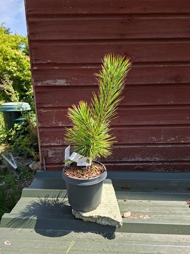 Pinus thunbergii ogon - pinus,