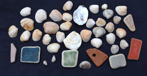British sea shells mixed - sea,
