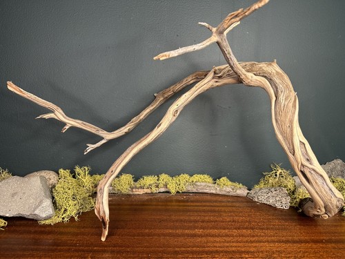 Large manzanita - 20”,