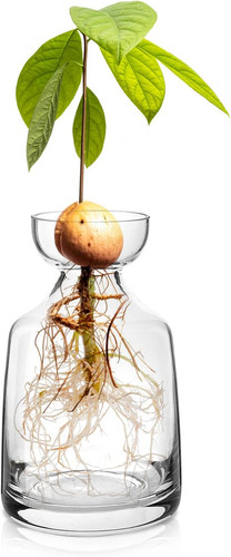 Glass avocado tree flower - avocado,