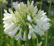 New Agapanthus Blittza white flowers garden plant in 2 litre pot or bareroot