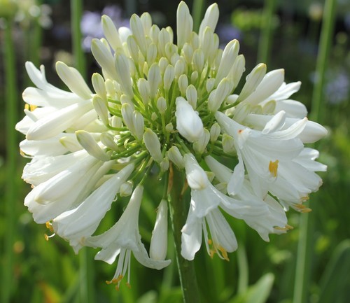 New agapanthus blittza white - agapanthus,