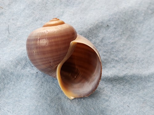 Authentic florida apple snail - authentic,