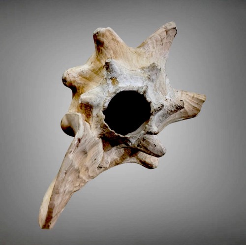 Old ritual conch trumpet horn - old,