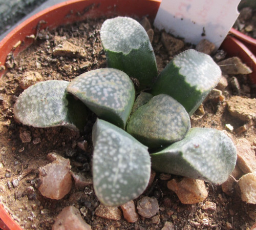 Haworthia groenewaldii - haworthia,