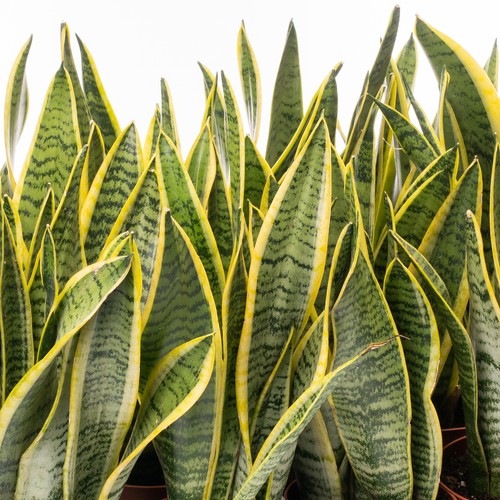 Sanseveria laurentii - 1,