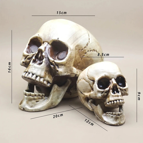 Plastic skull head - plastic, realistic