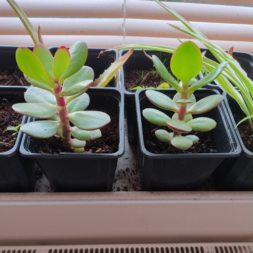 Jade money spider plant aloe - jade,