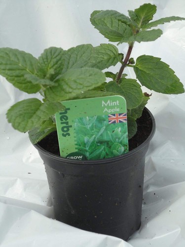 Apple mint mentha - apple, suaveolens